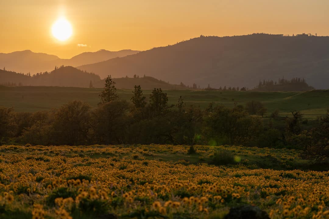 Golden Hills, Mosier, Oregon