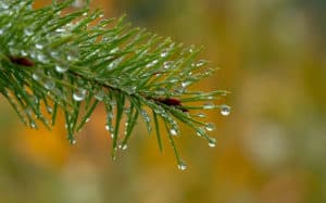 A closeup image of pine needles and water droplets.