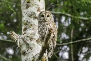 A barred owl sits on a branch following a rain storm.