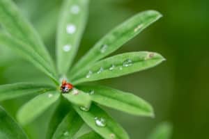 Red ladybug sitting on a green thin leaf, other leafs with water droplets in symmetrical order around it