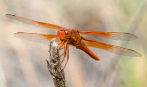 Macro image of a dragonfly holding on to a stick