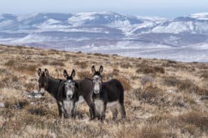 Three Wild Donkeys in the Oregon mountains