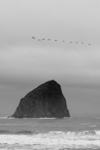 Flock of birds passing over the Haystack rock on the Oregon Coast.