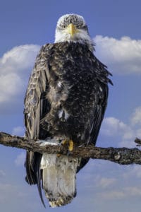 A symbol of freedom and fierceness, the Bald Eagle is the king of the sky and this branch.