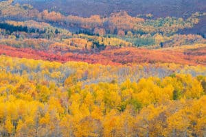 A sea of fall colors in the Wasatch mountains. Aspen trees full of yellow, orange and red.