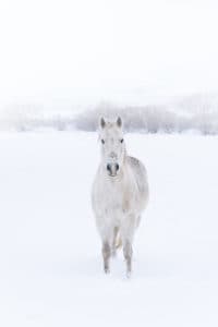 A white horse with wet back standing in the snow surrounded by fog.